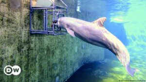Estudio revela que delfines mulares tienen "séptimo sentido" – DW – 11/12/2023