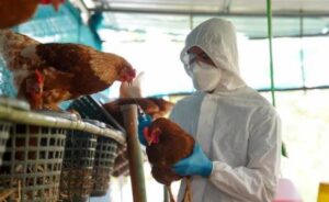 Virólogos descartan contagios por gripe aviar en Venezuela