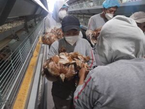 FAO pronostica nueva crisis de gripe aviar en 2024