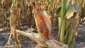 Fedeagro reporta decrecimiento en cosecha de maíz por escase...