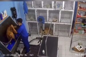 Inmigrante venezolano en Chile que trabajo en spa canino se hace viral tras ser grabado bailando salsa mientras baña perritos (+Video)