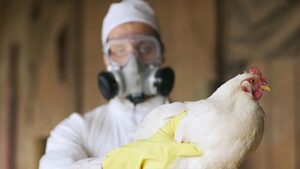 La FAO prevé una nueva crisis de gripe aviar en 2024 - AlbertoNews