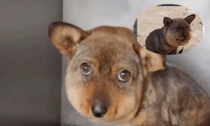 La 'cabeza hinchada' del perrito que escondía un horrible caso de maltrato animal - Gente - Cultura