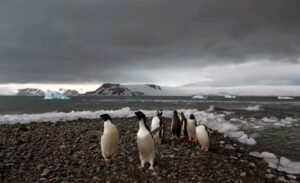 La gripe aviar afectó a millones de aves marinas en el mundo y se acerca a la Antártida - AlbertoNews