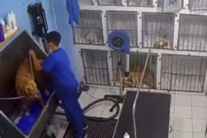 Migrante venezolano en Chile que trabaja en un spa canino se hizo viral tras ser grabado bailando salsa mientras bañaba a perritos (+Video)