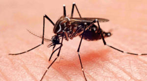 Min-Salud exhorta a eliminar los criaderos de zancudos para evitar el dengue
