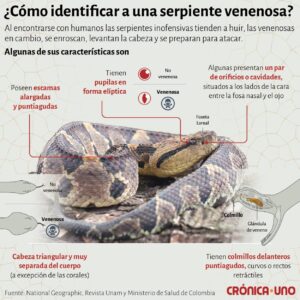 Cómo identificar una serpiente venenosa