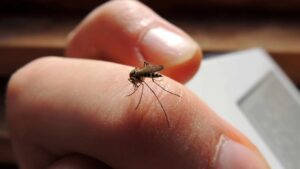 OMS eleva a alto el riesgo por dengue