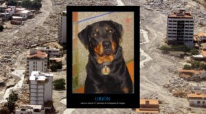 Orión: el perro que salvó muchas vidas en el deslave de Vargas