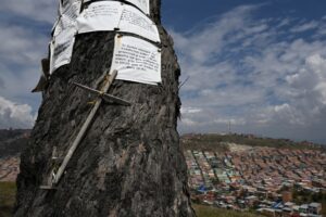 Palo del Ahorcado, solitario eucalipto con una leyenda macabra será patrimonio cultural de Bogotá