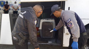 Perro muere en maleta de autobús porque chofer no dejó que viajara al lado de su dueña