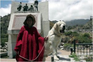 Perros mucuchíes fueron certificados como la única raza pura de Venezuela