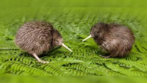 Polluelos de kiwi nacen en capital de Nueva Zelanda por primera vez en más de 150 años