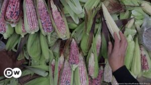 Producción de maíz cayó un 40 % en 2023 en México – DW – 28/12/2023