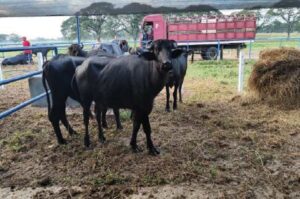 Productores de búfalos en Venezuela