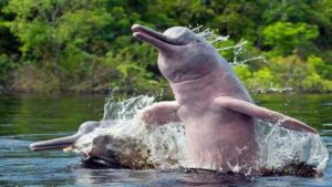 Rescatan en Bolivia a 24 bufeos o delfines rosados atrapados lejos de su afluente