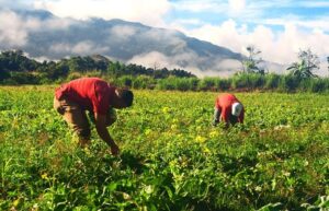 Sector agrícola instó al gobierno venezolano a «garantizar financiamiento y acceso al combustible»