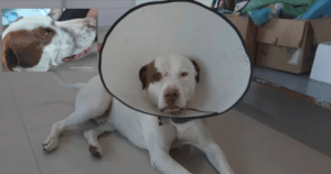 Sentencia por maltrato animal confirma condena al agresor de Snoopy en La Calera