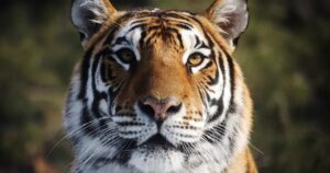 Un hombre murió tras ser atacado por un tigre siberiano que previamente había matado a su mascota