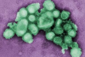 Un nuevo tipo de anticuerpo, prometedor contra múltiples formas del virus de la gripe