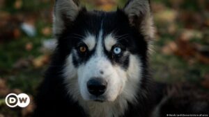 ¿Por qué la mayoría de los perros tienen los ojos castaños? – DW – 20/12/2023