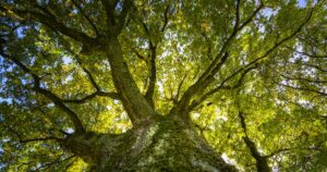 ¿Sabías que la mayor parte del peso de un árbol procede del aire?