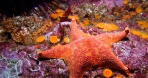 ¿Sabías que las estrellas de mar son, literalmente, cabezas ambulantes?