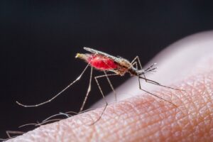 Advierten sobre un brote de malaria en las comunidades Yanomami en el Alto Orinoco
