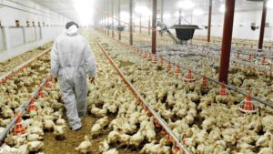 Argelia vuelve a autorizar las importaciones de carne de pollo desde España