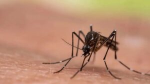 Aumentan casos de dengue en Venezuela: cómo prevenir y tratar la infección