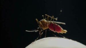 Aumento del dengue en Sudamérica impulsa campaña de vacunación, agota repelentes