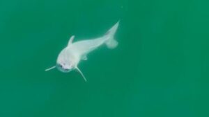 Avistado y grabado por primera vez un tiburón blanco recién nacido