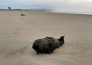 Bañistas hallaron enorme bomba corroída en una playa de California y se espantaron al saber de dónde vino