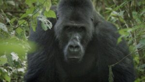 Camarógrafo logró que un gorila lo aceptara en su manada para filmarlo durante tres meses y salvarlo de la extinción