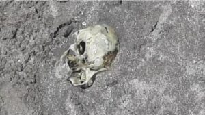 Caminaban por una playa y hallaron un cráneo enterrado en la arena
