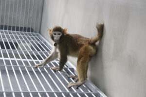 Científicos chinos clonan con éxito un mono rhesus