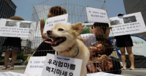 Corea del Sur, carne de perro, ley, Prohibición, surcoreano, China, Yulin, Indonesia, Legal, Prisión,