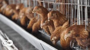 Criaderos de pollos generan resistencia a antimicrobianos – DW – 22/01/2024