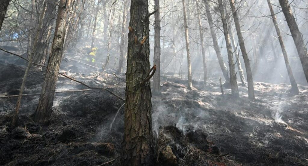 Cuánta vegetación se ha quemado en Colombia por incendios forestales en 2024