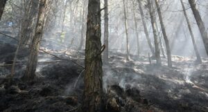 Cuánta vegetación se ha quemado en Colombia por incendios forestales en 2024