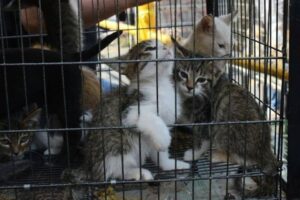 Denuncian exterminio de gatos en sector de Barquisimeto