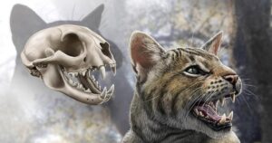 Descubren en España una nueva especie de gato prehistórico que vivió hace 16 millones de años
