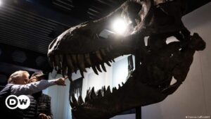 Descubren que existió otro tiranosaurio antes del T. Rex – DW – 12/01/2024