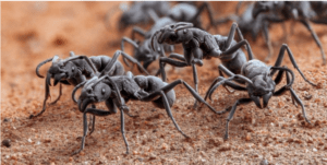 Descubren que una especie de hormiga “trata sus heridas” cubriéndolas con antibióticos LaPatilla.com