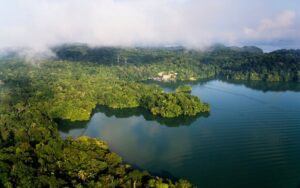 Bosque de manglares petrificado de hace 23 millones de años Isla de Barro Colorado en Panamá