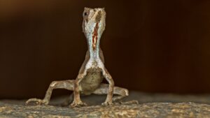 Descubren un "dragón diminuto" en el sur de la India - AlbertoNews