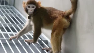 El dilema ético vuelve a resonar: Quieren usar monos clonados para probar medicinas