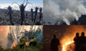 Incendios forestales en Colombia