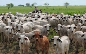 Fedenaga: Rebaño nacional se ubica en once millones de cabezas de ganado