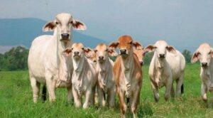 Fedenaga asegura que producción nacional abastece demanda de carne en el país